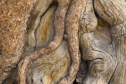 Picture of CALIFORNIA, INYO NF GNARLED PINE TREE TRUNK