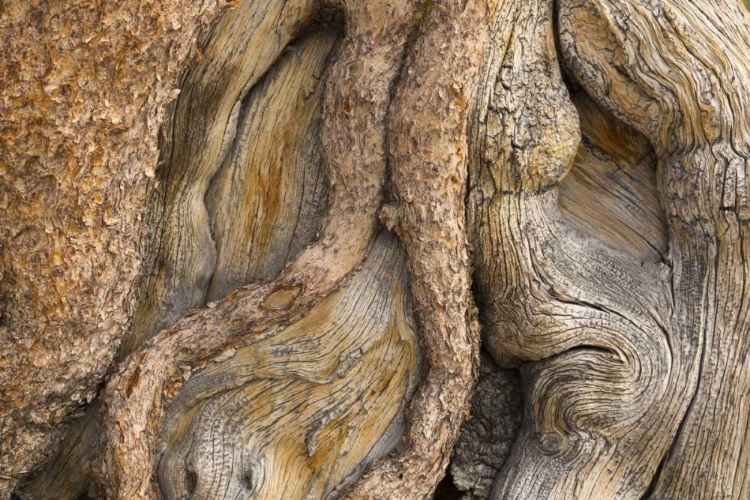 Picture of CALIFORNIA, INYO NF GNARLED PINE TREE TRUNK