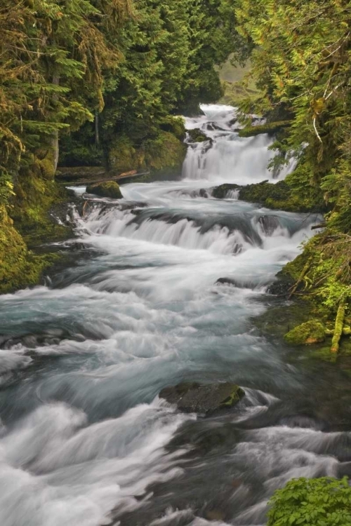 Picture of OREGON, WILLAMETTE NF MCKENZIE RIVER RAPIDS