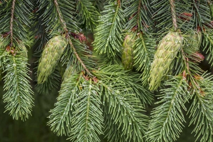 Picture of WASHINGTON STATE, SEABECK DOUGLAS FIR CONES