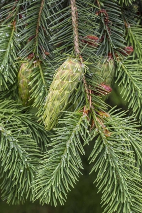 Picture of WASHINGTON STATE, SEABECK DOUGLAS FIR CONES