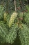 Picture of WASHINGTON STATE, SEABECK DOUGLAS FIR CONES