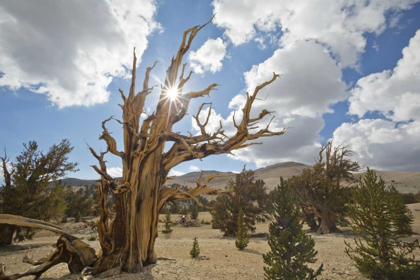 Picture of CALIFORNIA, INYO NF BRISTLECONE PINE FOREST