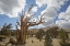 Picture of CALIFORNIA, INYO NF BRISTLECONE PINE FOREST