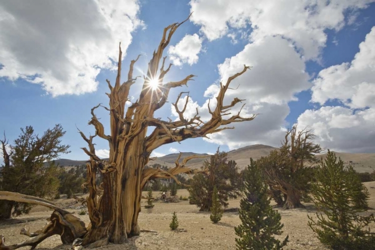 Picture of CALIFORNIA, INYO NF BRISTLECONE PINE FOREST