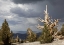 Picture of CALIFORNIA, INYO NF BRISTLECONE PINE FOREST