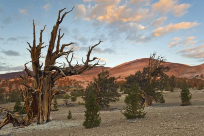 Picture of CALIFORNIA, INYO NF BRISTLECONE PINE FOREST