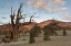 Picture of CALIFORNIA, INYO NF BRISTLECONE PINE FOREST