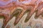 Picture of UTAH, GLEN CANYON REFLECTION IN LAKE POWELL