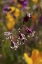 Picture of CA, SAN DIEGO FLOWERS IN RATTLESNAKE CANYON