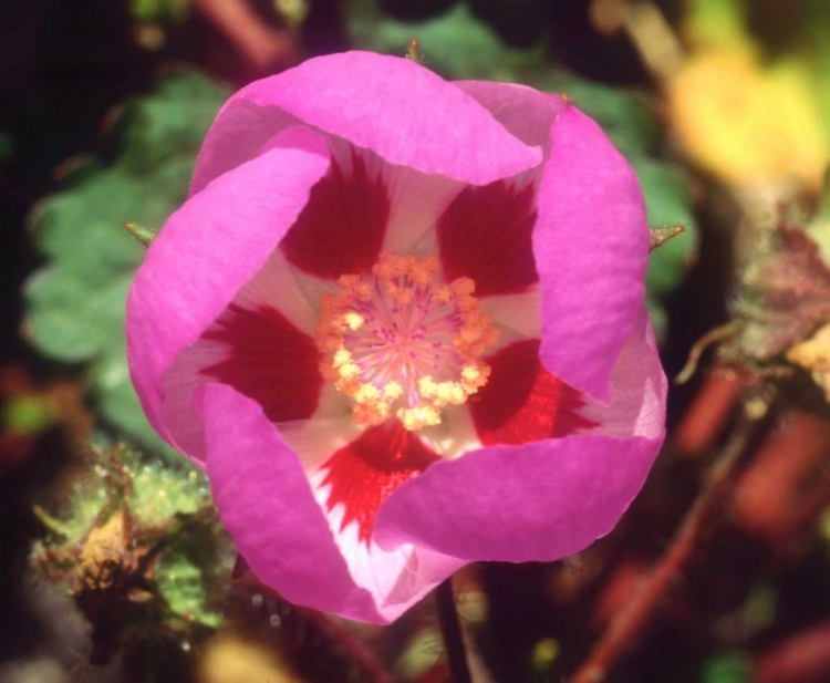 Picture of CA, DEATH VALLEY NP DESERT FIVE SPOT FLOWER