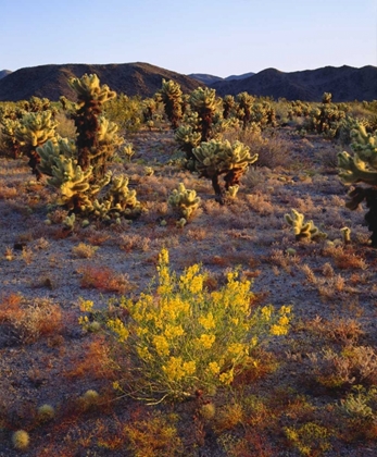 Picture of CA, JOSHUA TREE NP FLOWERS AND CHOLLA CACTI