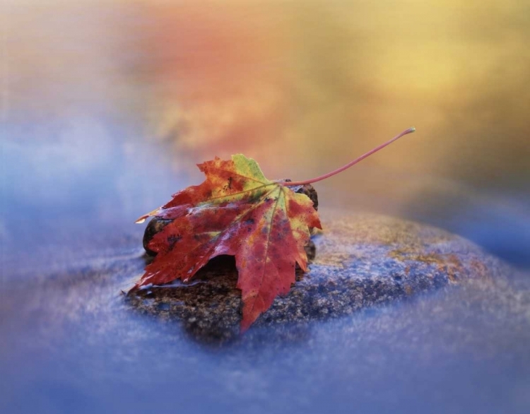 Picture of NH, WHITE MTS, MAPLE LEAF IN THE SWIFT RIVER