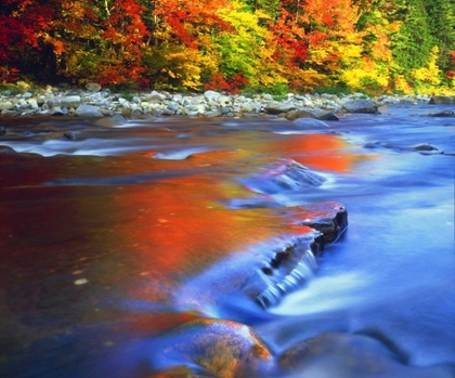 Picture of NH, WHITE MTS, SWIFT RIVER REFLECTING AUTUMN