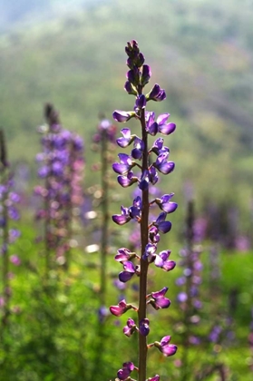 Picture of CA, SAN DIEGO LUPINES IN RATTLESNAKE CANYON