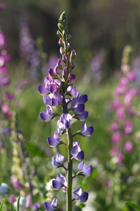 Picture of CA, SAN DIEGO LUPINES IN RATTLESNAKE CANYON