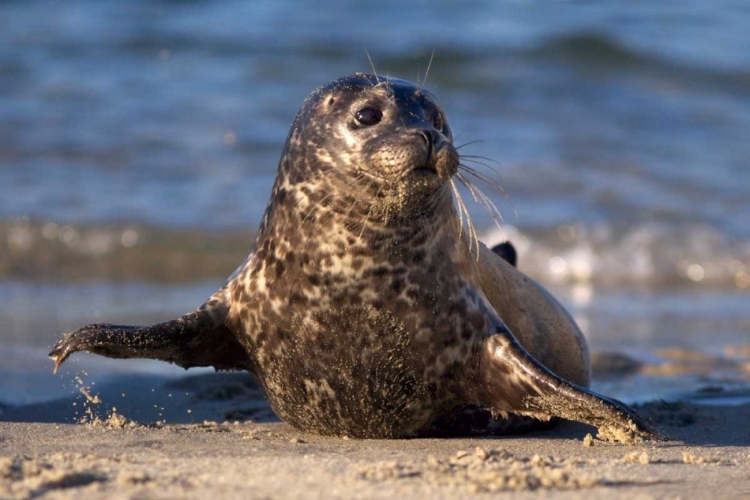 Picture of CA, LA JOLLA A BABY SEAL IN CHILDRENS POOL