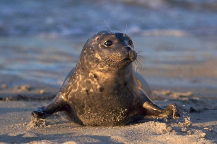 Picture of CA, LA JOLLA A BABY SEAL IN CHILDRENS POOL