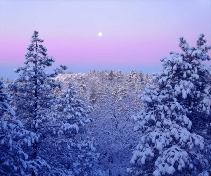 Picture of CA, SNOWY TREES IN THE LAGUNA MTS AT SUNRISE