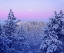 Picture of CA, SNOWY TREES IN THE LAGUNA MTS AT SUNRISE