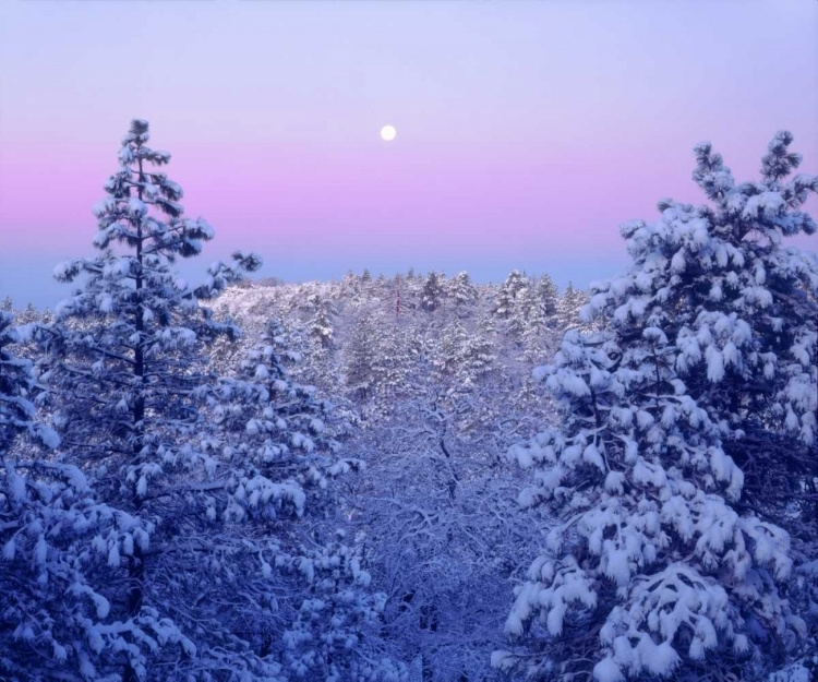Picture of CA, SNOWY TREES IN THE LAGUNA MTS AT SUNRISE