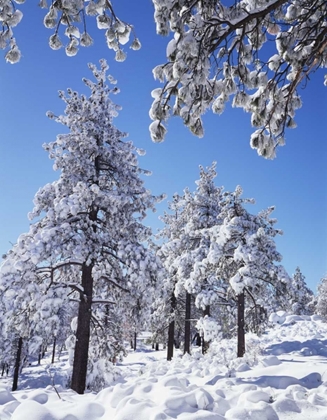 Picture of CA, SAN DIEGO SNOWY TREES IN THE LAGUNA MTS