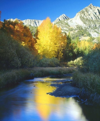 Picture of CA, SIERRA NEVADA AUTUMN ALONG BISHOP CREEK