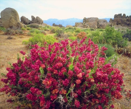 Picture of CA, SIERRA NEVADA BUSH IN THE ALABAMA HILLS