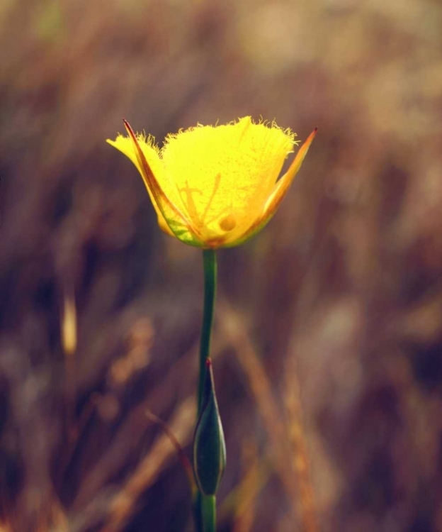 Picture of CA, SAN DIEGO, MISSION TRAILS MARIPOSA LILY