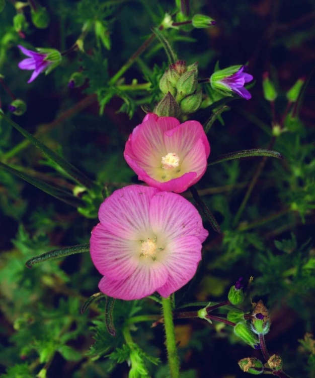 Picture of CA, SAN DIEGO, MISSION TRAILS CHECKER BLOOM