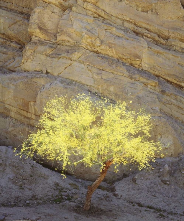 Picture of CA, MECCA HILLS, A FLOWERING PALO VERDE TREE