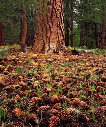 Picture of CA, SIERRA NEVADA OLD-GROWTH PONDEROSA TREE