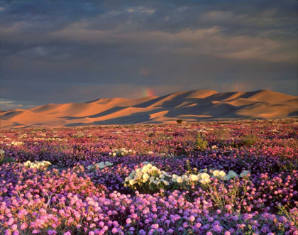 Picture of CA, DUMONT DUNES A RAINBOW OVER WILDFLOWERS