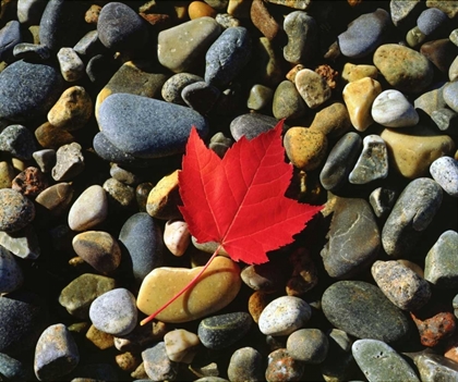 Picture of USA, MAINE, A MAPLE LEAF ON A ROCK BACKGROUND