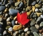 Picture of USA, MAINE, A MAPLE LEAF ON A ROCK BACKGROUND