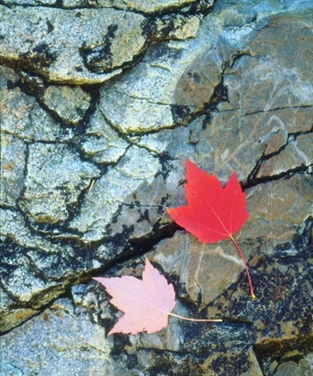 Picture of USA, MAINE, A MAPLE LEAF ON A ROCK BACKGROUND