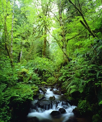 Picture of USA, OREGON, A STREAM IN AN OLD-GROWTH FOREST