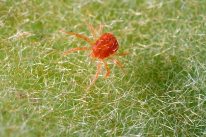 Picture of CALIFORNIA, EXTREME CLOSE-UP OF A SPIDER MITE