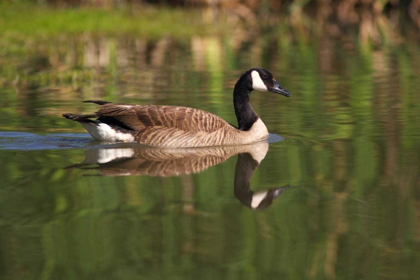 Picture of CALIFORNIA, SAN DIEGO, LAKESIDE CANADA GOOSE