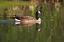 Picture of CALIFORNIA, SAN DIEGO, LAKESIDE CANADA GOOSE