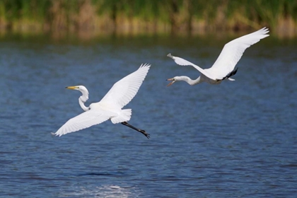 Picture of CALIFORNIA, SAN DIEGO, LAKESIDE GREAT EGRETS