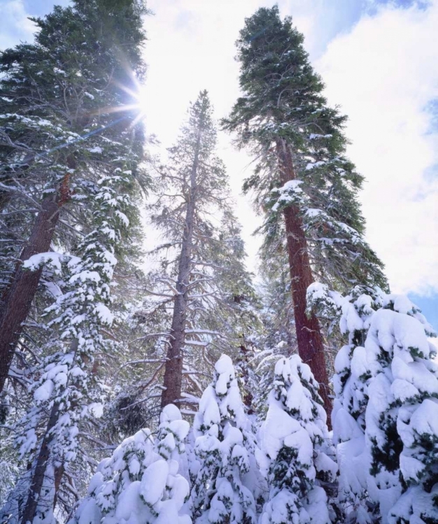 Picture of CALIFORNIA, HIGH SIERRA, SNOW-COVERED RED FIR