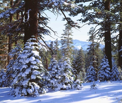 Picture of CALIFORNIA, HIGH SIERRA, SNOW-COVERED RED FIR