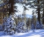 Picture of CALIFORNIA, HIGH SIERRA, SNOW-COVERED RED FIR
