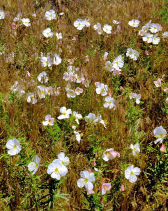 Picture of WA, KLICKITAT CO, WILD PRIMROSE IN FIELD