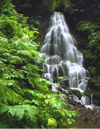 Picture of OR, COLUMBIA GORGE, FAIRY FALLS CASCADING