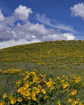 Picture of OR, COLUMBIA GORGE BALSAMROOT AND LUPINE