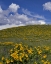 Picture of OR, COLUMBIA GORGE BALSAMROOT AND LUPINE