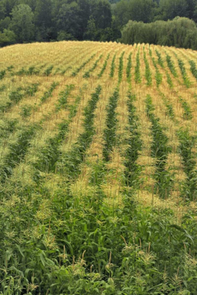 Picture of USA, OREGON ROWS OF CORN ON SAUVIE ISLAND