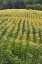 Picture of USA, OREGON ROWS OF CORN ON SAUVIE ISLAND